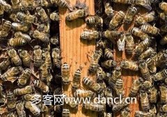 农家蜂蜜_蜂王交尾时间是什么