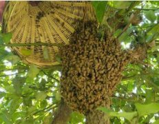 土蜂蜜_野蜜蜂怎么抓蜂王 野蜜