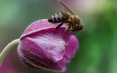 蜜蜂是害虫还是益虫？_蜂蜜真