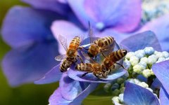农家蜂蜜_蜜蜂多久出一批工蜂