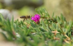 农家蜂蜜_有关蜜蜂的资料有哪