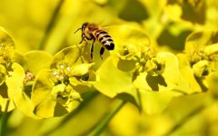 蜜蜂采花蜜是为了什么？_蜂蜜