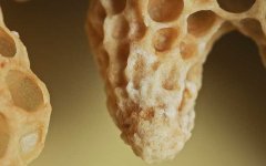 蜜蜂王台是怎么形成的？_蜂蜜