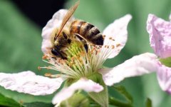 蜜蜂酿蜂蜜是为了什么？_蜂蜜