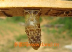 蜂王发育过程图解_蜂蜜知识