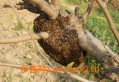 怎样引诱野蜜蜂进箱养殖_土蜂