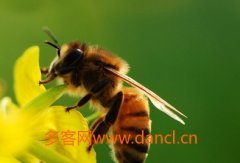 蜜蜂养殖怎样繁殖快_农家蜂蜜