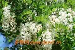 蜂蜜美容_怎样组织蜂群采洋槐