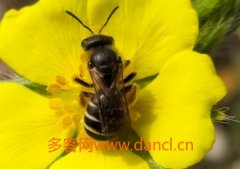 蜂蜜真假_中蜂王从出台到产卵