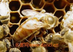 中蜂培养蜂王的简单方法_蜂蜜