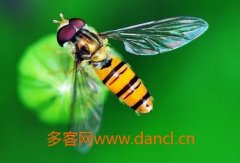 良种蜜蜂王是怎样配来的_蜂蜜