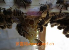 如何控制蜂王自然交尾_蜂蜜知