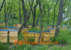 蜂蜜真假_养殖蜜蜂如何保温