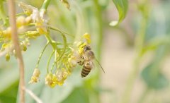 蜂产品标准汇编_蜂蜜真假