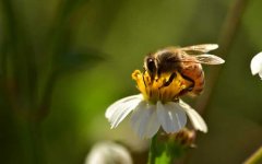 蜂蜜美容_蜜蜂有哪些生物学特