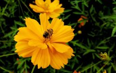 蜂蜜价格_幼年蜂、青年蜂、壮