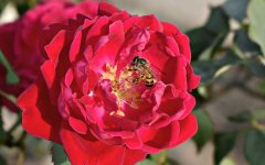 蜜蜂是昆虫吗？_蜂蜜真假