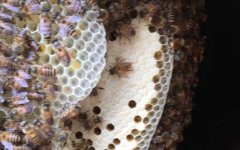 野蜜蜂是怎样过冬的？_蜂蜜真