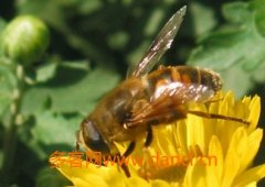 蜜蜂怎么分公母_农家蜂蜜
