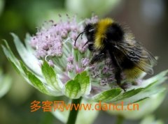 蜂群崩坏症候群症状和特点_土