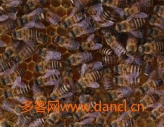 蜂蜜价格_怎么培育蜂王 蜂王培