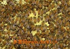 中蜂造脾方法技巧_土蜂蜜