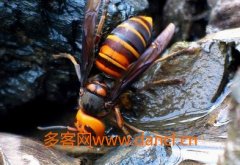 农家蜂蜜_金环胡蜂形态特征和