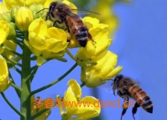 如何诱蜂 诱蜂方法和技巧_农家