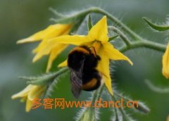 农家蜂蜜_熊蜂授粉技术介绍