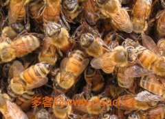 意蜂修造巢脾的方法技巧_土蜂