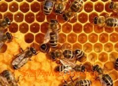 蜂蜜真假_用什么方法培育的蜂
