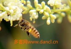如何引蜂传花粉_蜂蜜真假