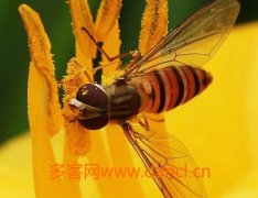 被野蜂蛰了怎么办_农家蜂蜜