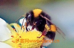 熊蜂人工养殖方法和技巧_农家