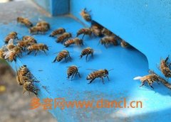 土蜂蜜_怎么用药物引野蜜蜂去