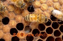 蜂蜜价格_怎么做蜜蜂蜂王记号