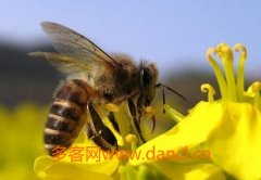 土蜂蜜_意蜂春繁如何加脾