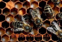 土蜂蜜_蜜蜂怎么分箱 蜜蜂分箱