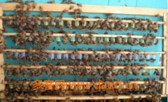 中蜂人工育王如何移虫_土蜂蜜