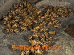 蜂蜜美容_寻找台湾野蜂方法