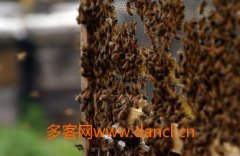 农家蜂蜜_如何把野生蜜蜂引到