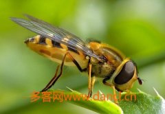 怎么引蜜蜂 引蜜蜂方法技巧