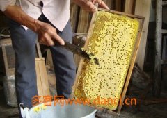 一箱蜂能产多少蜂蜜_蜂蜜美容