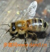 蜂蜜真假_什么是 沙巴蜂 沙巴