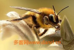 蜂蜜价格_如何喂蜜蜂 怎么给蜜