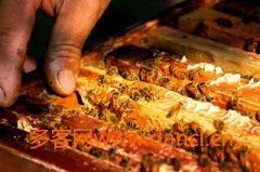 采用代用交尾箱组织交尾群_蜂