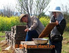 蜂蜜美容_如何预防盗蜂的发生