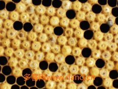 蜂蜜美容_中蜂脾不规则怎么办