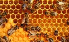移虫育王方法技巧_土蜂蜜