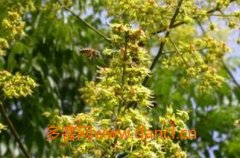 蜂蜜价格_如何引蜜蜂 引诱蜜蜂